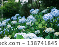 繡球花在雨季盛開，美不勝收。 138741845