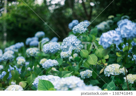 Hydrangeas bloom beautifully during the rainy season. 138741845