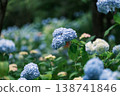 繡球花在雨季盛開，美不勝收。 138741846