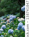 繡球花在雨季盛開，美不勝收。 138741847