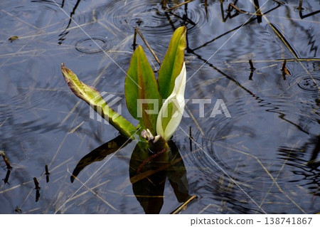 Water Basho Water Basho 138741867