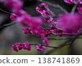 紅梅開始綻放 138741869