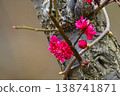 紅花	 138741871