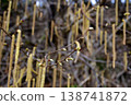 枯萎的蓮花 138741872