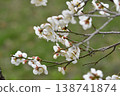 白梅花 138741874