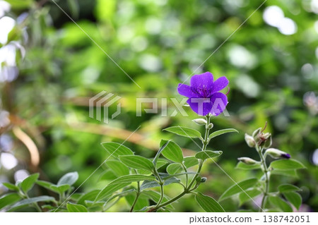 蒂布奇納花和雨滴 蒂布奇納花和雨滴 138742051