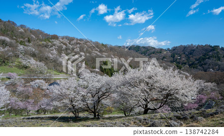 Mountain cherry blossoms blooming on a mountain slope in Ikeda Town, Nagano Prefecture Mountain cherry blossoms blooming on a mountain slope in Ikeda Town, Nagano Prefecture 138742284