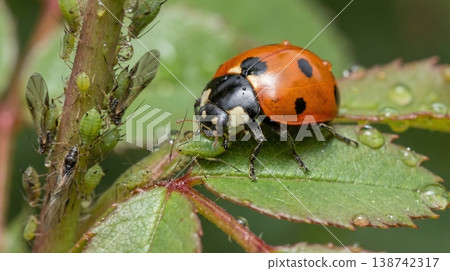 吃蚜蟲的瓢蟲 138742317