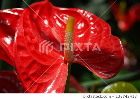 Close up of a beautiful red Anthurium flower Close up of a beautiful red Anthurium flower 138742418