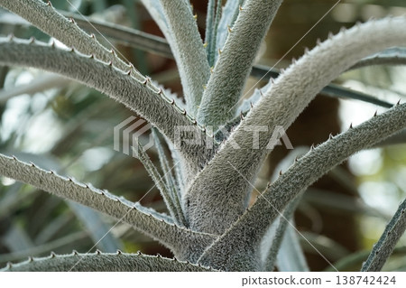 Close Up of a Silver Torch Cactus Plant Close Up of a Silver Torch Cactus Plant 138742424