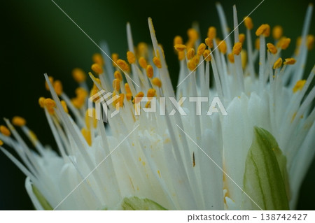 Close Up of a White Flower with Yellow Pollen Close Up of a White Flower with Yellow Pollen 138742427