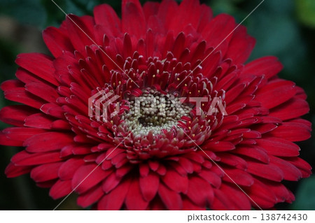 Close up of a Red Gerbera Daisy Bloom 138742430