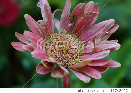 Macro Photograph of a Transvaal Daisy Flower Blossom 138742432