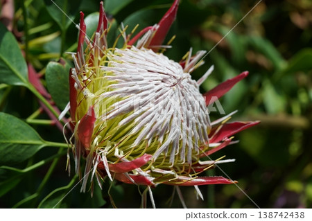 Beautiful Protea Flower Close Up View Beautiful Protea Flower Close Up View 138742438