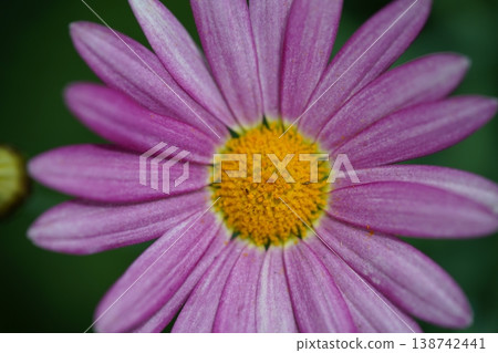 Closeup of a Beautiful Pink Marguerite Daisy Flower 138742441