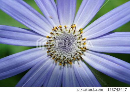 Close up of a Purple Osteospermum Flower Close up of a Purple Osteospermum Flower 138742447