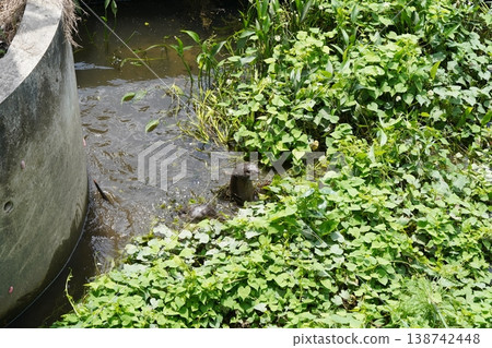 North American River Otter in Lush Green Habitat North American River Otter in Lush Green Habitat 138742448