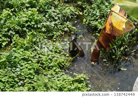 Smooth-Coated Otter in Natural Habitat Wildlife Scene 138742449
