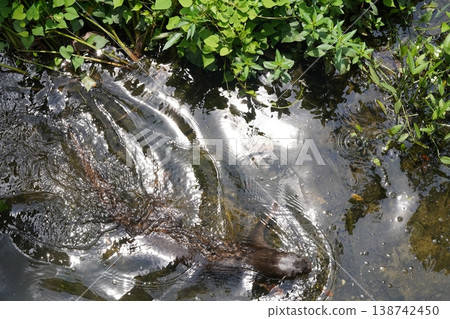 Otter Swimming in Water with Green Foliage Otter Swimming in Water with Green Foliage 138742450