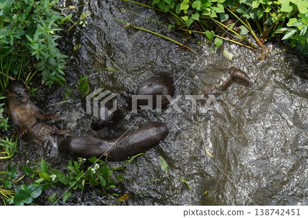 Family of Smooth Coated Otters in Murky Water Family of Smooth Coated Otters in Murky Water 138742451