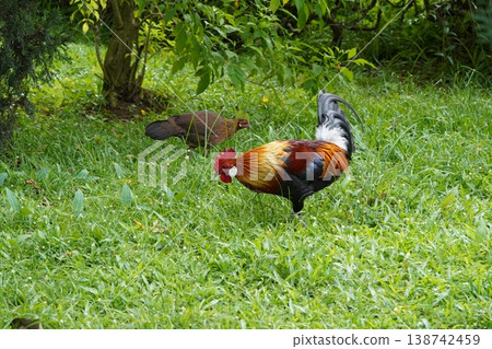 Two Junglefowl in Green Grass Field Nature Scene 138742459
