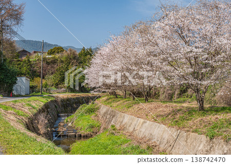 Spring scenery in Ogi, Otsu City, Shiga Prefecture Spring scenery in Ogi, Otsu City, Shiga Prefecture 138742470