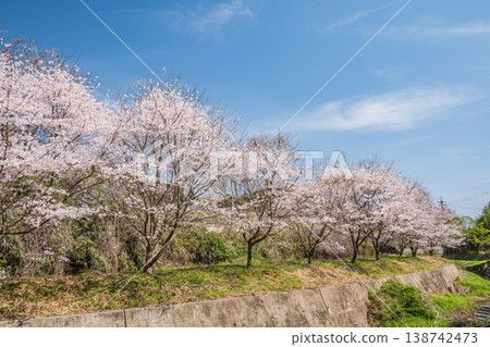 Spring scenery in Ogi, Otsu City, Shiga Prefecture Spring scenery in Ogi, Otsu City, Shiga Prefecture 138742473