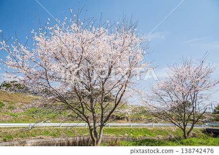 滋賀縣大津市荻町春景 滋賀縣大津市荻町春景 138742476