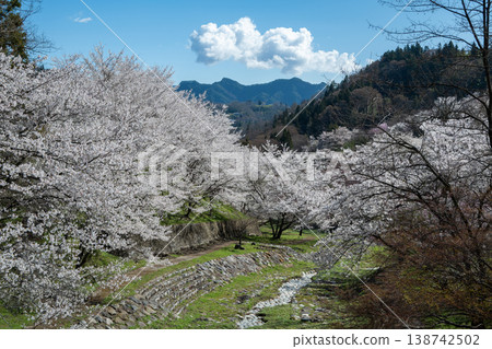 長野縣池田町山坡上盛開的山櫻 138742502