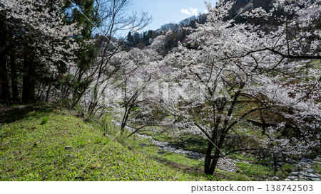 Mountain cherry blossoms blooming on a mountain slope in Ikeda Town, Nagano Prefecture Mountain cherry blossoms blooming on a mountain slope in Ikeda Town, Nagano Prefecture 138742503