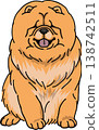 鬆獅犬彩色插圖 138742511