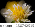 Macro photograph of Solidago virgaurea 138742515