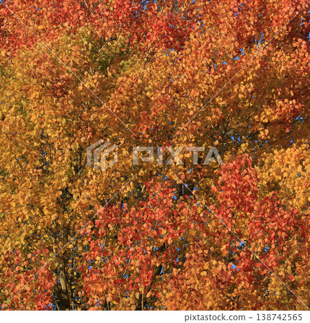Bright yellow, orange and red colored aspen leaves, autumn detail in Sweden. Bright yellow, orange and red colored aspen leaves, autumn detail in Sweden. 138742565
