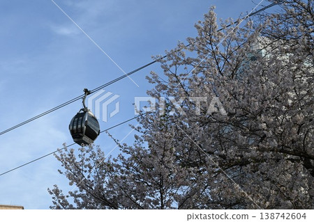 Minato Mirai Cherry Blossoms 2 Minato Mirai Cherry Blossoms 2 138742604