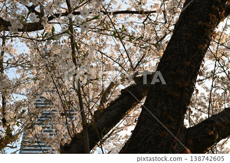 Minato Mirai Cherry Blossoms 3 Minato Mirai Cherry Blossoms 3 138742605