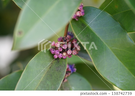 Close Up of Ardisia elliptica Shoebutton Ardisia Plant Close Up of Ardisia elliptica Shoebutton Ardisia Plant 138742739