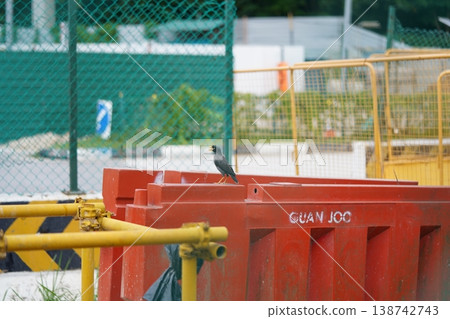 Javan Myna Bird on Construction Barriers Urban Wildlife Javan Myna Bird on Construction Barriers Urban Wildlife 138742743