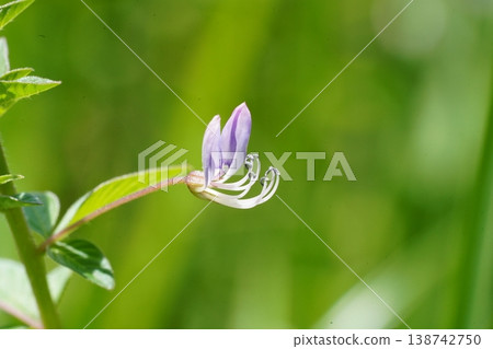Cleome Viscosa Flower Close Up Photography Cleome Viscosa Flower Close Up Photography 138742750