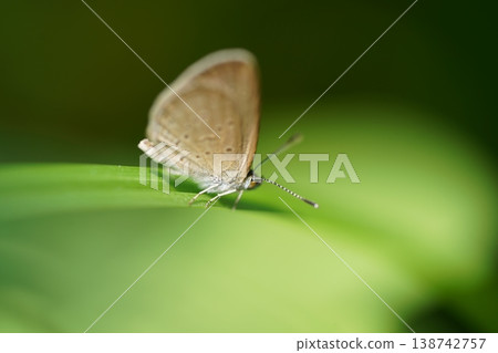 Tiny Butterfly on Green Leaf Macro Photo Tiny Butterfly on Green Leaf Macro Photo 138742757