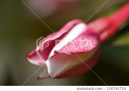Pink Flower Bud Close Up Nature Photography 138742758