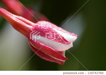 Fuchsia Flower Close Up Delicate Bloom Beauty 138742760