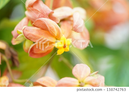 Beautiful Dona Queen Sirikit Flowers Close Up Beautiful Dona Queen Sirikit Flowers Close Up 138742763