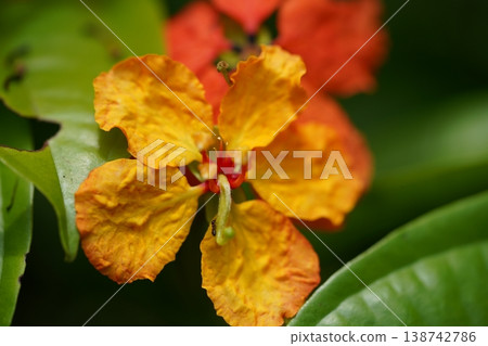 Close-up of Beautiful Pride of Burma Flower 138742786