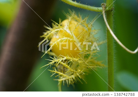 Close up of Fetid Passionflower Fruit 138742788
