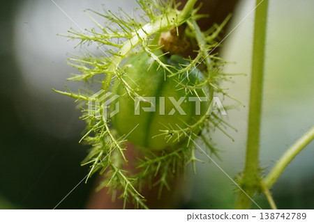 Fetid Passionflower Fruit Growing Detail Close Up 138742789