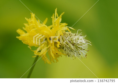 Close Up of a Yellow Flower in Bloom Close Up of a Yellow Flower in Bloom 138742795