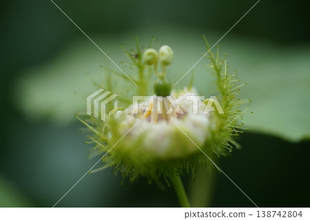 Passiflora foetida Flower Close Up Green Background 138742804