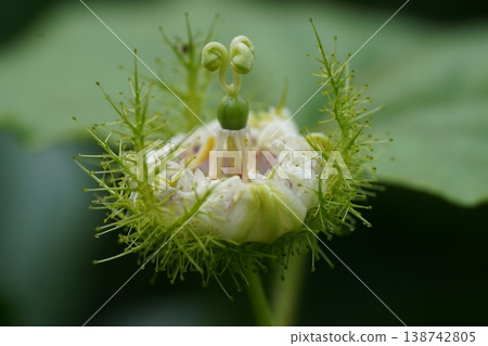 White Passionflower Blooming Close Up Exotic Plant 138742805