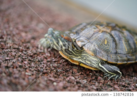 Red Eared Slider Turtle Close Up Reptile Portrait Red Eared Slider Turtle Close Up Reptile Portrait 138742816