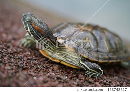 Red Eared Slider Turtle Close Up Portrait 138742817